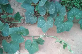 种南瓜当叶菜可摘多次，怎么长更旺？节点不定根，巧培土施肥促长图片