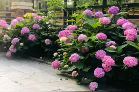 大门口种什么花？这4种花，开花漂亮寓意好图片