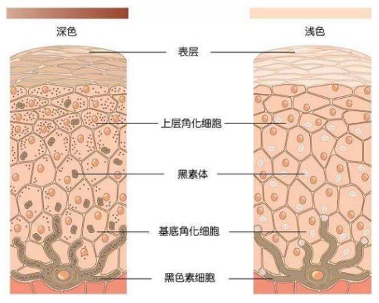 鑳跺師铔嬬櫧绌剁珶鏄€滄櫤鍟嗙◣鈥濊繕鏄編瀹瑰湥鍝侊紵鎴戜滑鐢ㄦ渶鏉冨▉鐨勮瘉鎹璇? onerror=