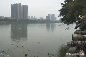 全球仅剩1000只左右的青头潜鸭又回德阳了！图片