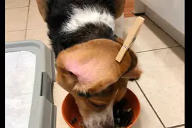 为不让比格犬弄脏耳朵，每次吃饭都把它耳朵夹起来，狗：我好屈辱图片