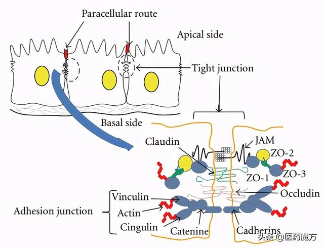 实力靶点CLDN18.2：群狼环伺，谁主沉浮？