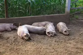 高温天气，养猪人要注意这一急性热性传染病：猪丹毒图片