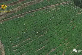 中药材种植 稳就业促增收图片