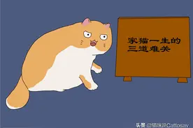 家猫一生的3道难关，铲屎官需帮助你的猫图片