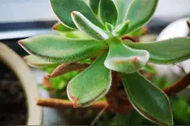 白塞病，看着就陌生的，其实常见图片