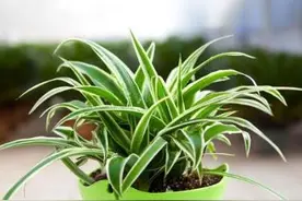 吊兰换盆，什么“时间”最合适？告诉你1个“判断标准”图片