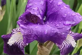 奇花世界看 鸢尾，看她72变！她是蓝色妖姬？还是彩虹女神？图片