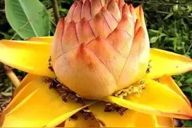 世界上最顽强的花：千岁兰！可以活1500年！见者增寿命！图片