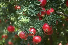 石榴树要想多结果，春季管理很重要，该怎样管理？图片