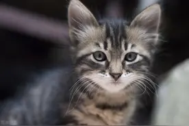 小猫猫鼻支怎么治图片