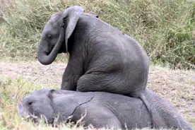 野象睡觉很萌，但为何对无人机暴躁？林中打泥土仗又意味着什么？图片