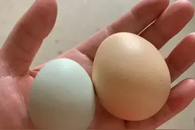 男孩睾丸扭转25天后才就医，最终无奈切除。医生提醒，男孩出现这种情况，多晚也要去医院检查图片