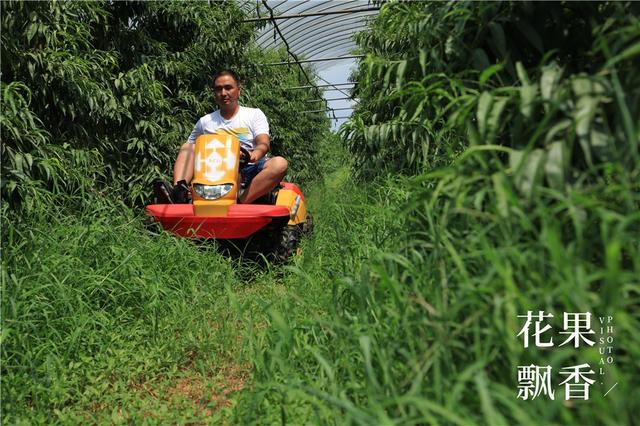 谈恋爱、听音乐、坐月子……这家果园的管理方式太奇葩