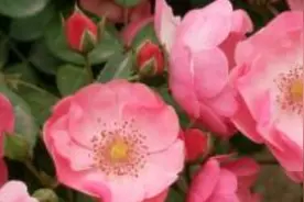 藤本月季种植方法和注意事项图片