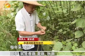 传承千年！正宗浏阳夏布制作全过程，终于见识到了图片