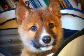 小狗上门求收养，主人越养越不对劲，兽医看后：不是普通狗图片