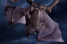 寓言蝙蝠和果子狸的对话图片