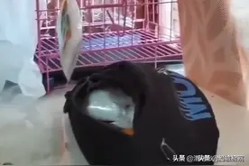 德阳一司机路边捡一盒子牵出贩毒团伙图片