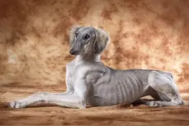 中国最古老，最罕见的12个狗品种图片