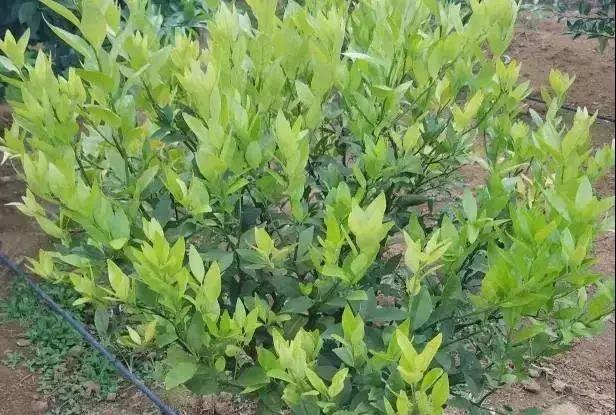 銆屽啘鍖栫鏅€嶆鐗╃己绱犲師鍥犲強 妞嶇墿缂虹礌鐥囩姸瀵圭収琛? onerror=