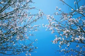 平江的樱花，请慢些开图片