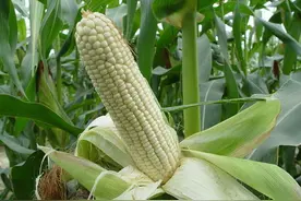 糯玉米丰收种植技术，病虫害绿色防控措施，确保玉米的品质安全图片