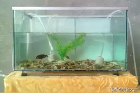 为了养鱼，我要和老婆离婚，谁让你把我缸给砸了，叔可忍婶不可忍图片