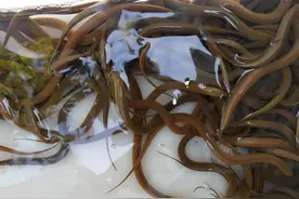 湖南有位农民在一个水池里试养一千条鳝鱼，五年后干了一条都没有图片