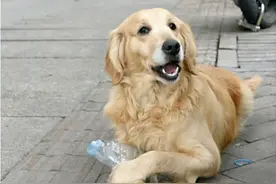 奄奄一息的金毛被环卫阿姨救起，报恩的方式让人感动，太暖心了图片