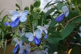 一款很“仙”的盆栽花卉，花型酷似蝴蝶，四季都开花，好看又好养图片