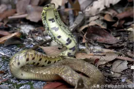 神奇的武夷山脉，蛇类聚集之地，“蛇的王国”名不虚传图片