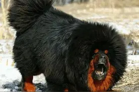 远去的小铁包金（一个关于藏獒的感人故事）图片