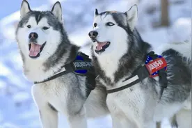 特别耐寒的6种狗狗，下雪后带出门，就很难带回来了图片