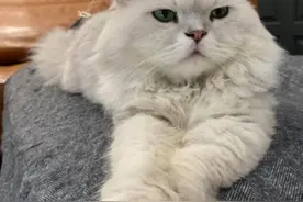 邻居家的猫天天过来串门，有天突然不来了，原来自尊心受伤了图片