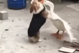 村霸大鹅这次算碰到对手了，柯基：今天我给大家表演个一口吞鹅图片