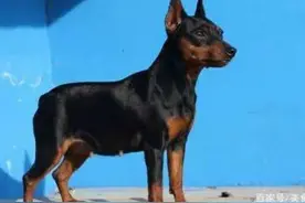 每日一犬---迷你杜宾犬图片