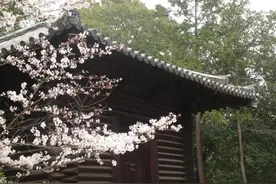 踏入唐招提寺，随想穿越千年！ | 钱塘社科百秒快讲图片