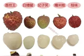 测评时下5种荔枝，谁才是你心目中的王者？图片