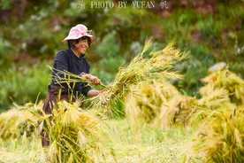 西藏青稞迎来丰收季，有的还用上了机械化，颇似江南秋收的场景图片
