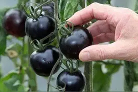 张掖小伙无意得知黑番茄，远销海外遭抢购，1斤10块不愁卖啥样图片