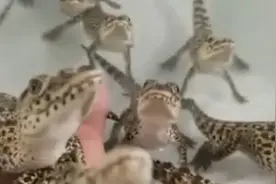 13条鳄鱼宝宝被饲养员放水里 叫声像激光枪视频封面