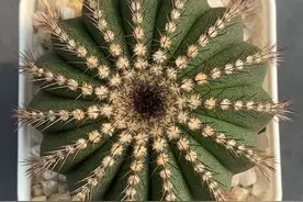 品种大全丨30个仙人球品种图鉴，每个都可爱肉萌到想要全部搬回家图片