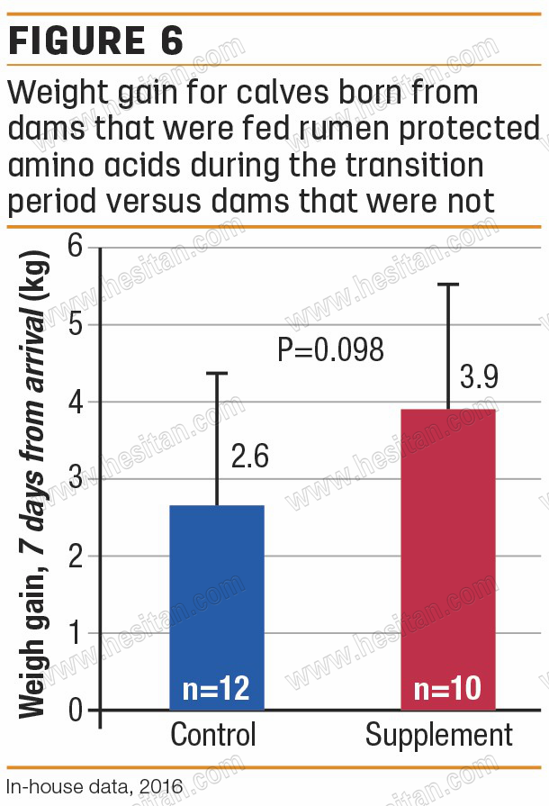 围产期母牛日粮中的瘤胃保护赖氨酸