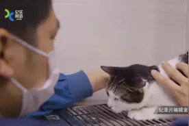 橘猫被主人遗弃，绝食3个月饿成纸片猫，医生：它这是慢性自杀图片