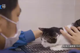 橘猫被主人遗弃，绝食3个月饿成纸片猫，医生：它这是慢性自杀图片