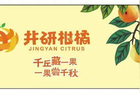 井研柑橘：千丘藏一果 一果尝千秋图片