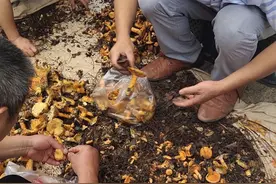 重庆云阳各处松菌纷纷上市图片