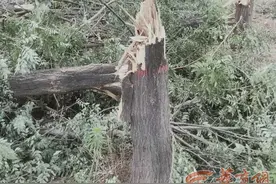 合同写得太简单，西安等驾坡村拆迁卖树引纠纷，都说是对方责任图片