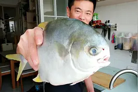 这条鲳鱼萌萌哒，先煎一煎再焖，正宗家常红烧鱼做法，媳妇说好吃视频封面